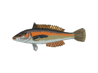 Rainbow Wrasse