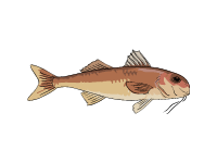 Red Mullet