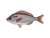 Red Sea Bream