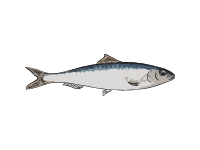 Sardine
