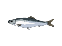 Sprat