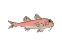 Striped Red Mullet