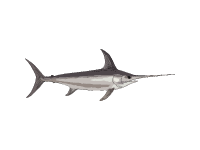 Swordfish