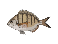 White Bream