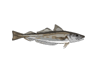 Whiting