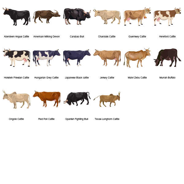 Cattle Preview Large