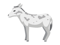 Andalusian Donkey