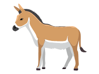 Kulan