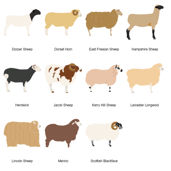 Sheep Preview Large