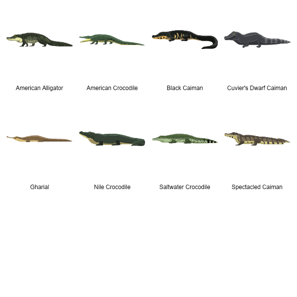 Crocodiles Preview Large