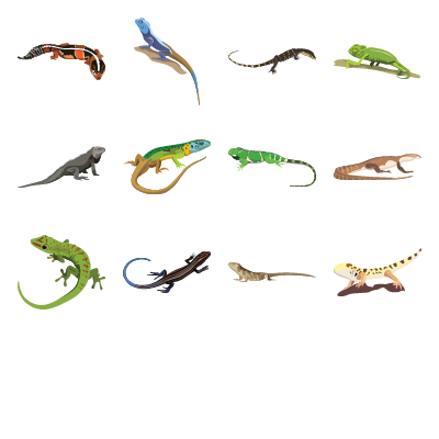 Lizards Preview Small