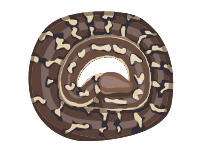 Angolan Python
