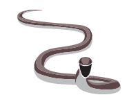 Black Mamba