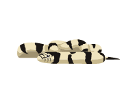 California Kingsnake