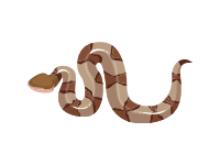 Copperhead