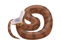 Cottonmouth