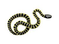Desert Kingsnake