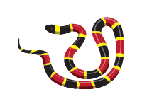 Eastern Coral Snake