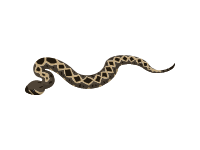 Eastern Diamondback Rattlesnake