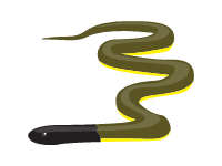 Inland Taipan