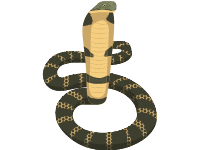 King Cobra