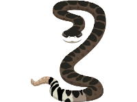 Prairie Rattlesnake