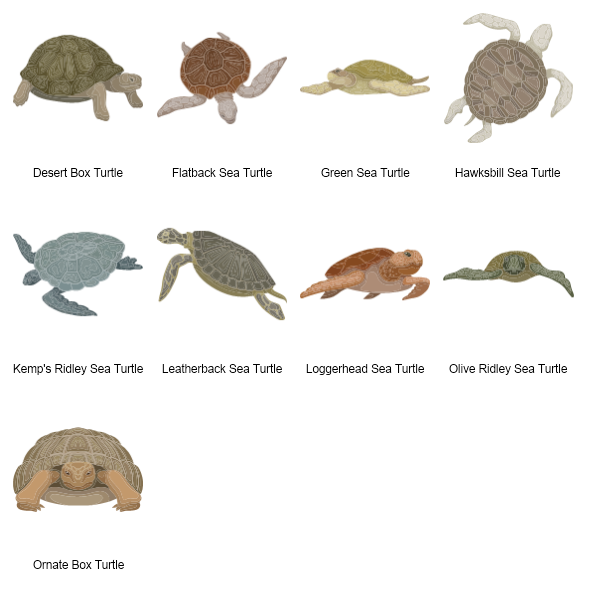 Turtles Preview Large
