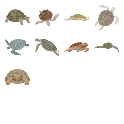 Turtles Preview Small