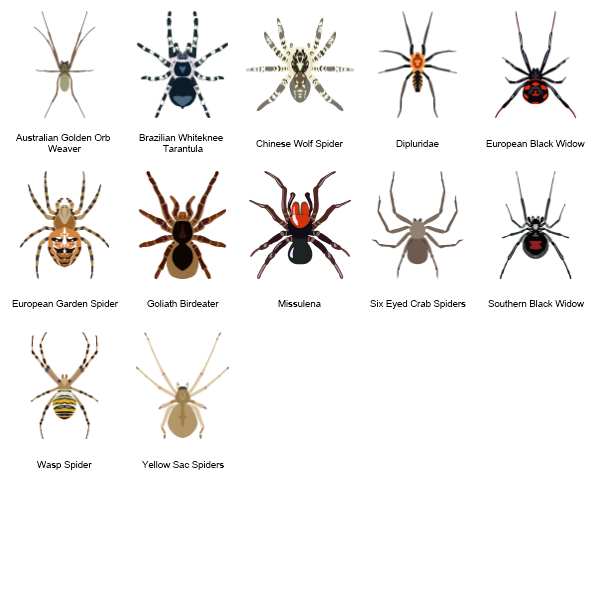 Spiders Preview Large