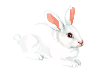 Easter Rabbit