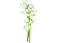 Lily of The Valley