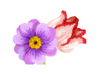 Spring Flowers 2