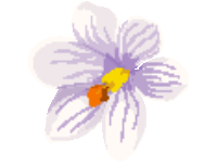 White Daffodil