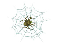 Spider on Web