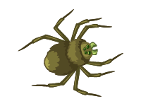 Spider