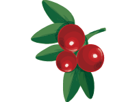 Cranberries 1