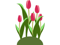 Garden Tulips