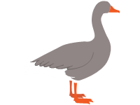 Duck