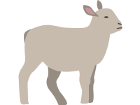 Lamb