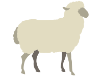 Sheep