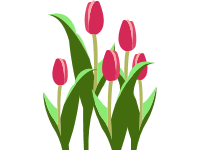 Tulips