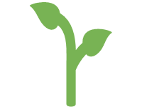 Seedling