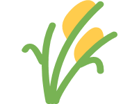 Sheaf of Rice