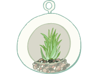 Air Plant