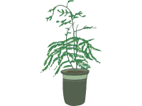 Asparagus Fern