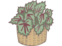 Begonia Rex