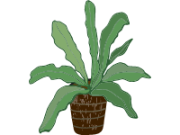 Birds Nest Fern