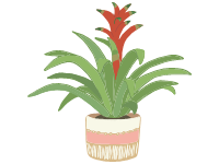 Bromeliad Guzmania