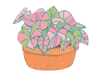 Caladium