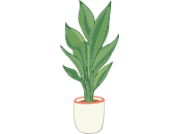 Cast Iron Plant